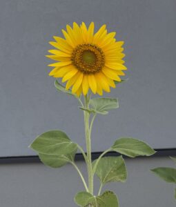 孫たちが育てたひまわりが元気に咲いた様子